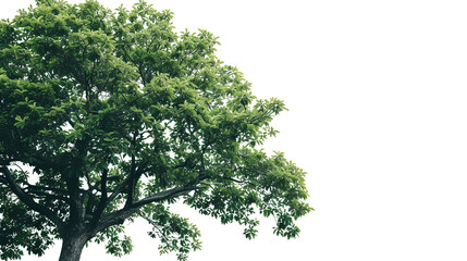 Fototapeta premium a tree on a white background