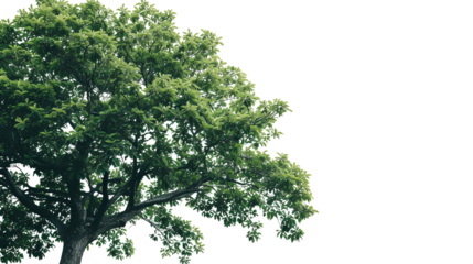 a tree on a white background