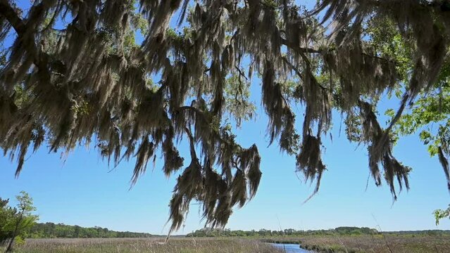 Spanish moss on tree overlooking marsh