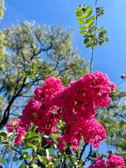 cherry blossom