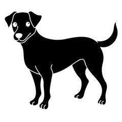 jack russell
