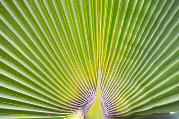 close-up dense leaves tropical leaf African Sabal fan palm tree, transcendence infinity tropical...