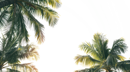 coconut leaves on white background