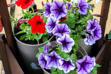 Pots of petunia plants in wooden cart, with their red and purple flowers