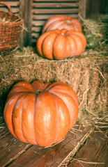 Close up of halloween pumpkins