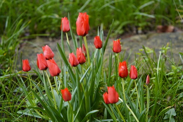 Fototapeta premium Batalinii tulip ,Red Hunter tulip,. Liliaceae family. Hanover – Berggarten, Germany.