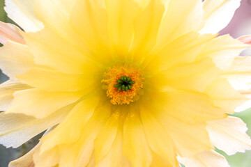 Close up of a blooming yellow flower of a Echinocereus subinermis Cactus plant