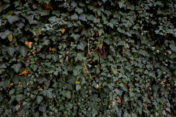 Background of Dark Ivy Leaves. Wall Overgrown with Ivy in the Cloudy Day Light. Lush Green Climber.	
