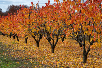 Fruit trees with red leaves during autumn in northern Greece - 784565913