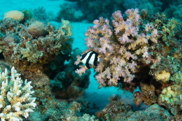 Fototapeta na wymiar A tiny black and white fish against the background of corals