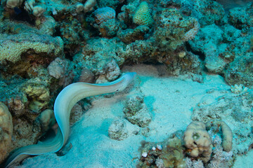 A bright speckled moray eel swimming near underwater rocks