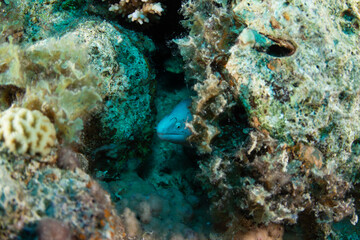 Fototapeta na wymiar A bright speckled moray eel hidden in a rock crevice
