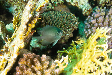 Naklejka na ściany i meble A small ruffled fish among the corals