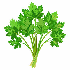 Parsley of dill-"Fresh Organic Herbs: Vibrant Parsley and Dill Vector Illustration"