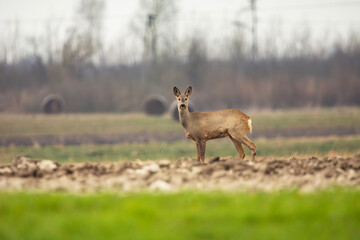 European roe deer in a rural field, March day