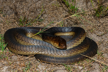 Closeup of a deadly adult Anchieta’s Cobra (Naja anchietae) in the wild