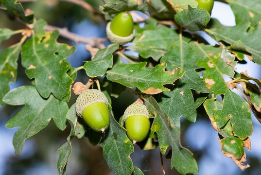 photos of natural fruits and a variety of acorns