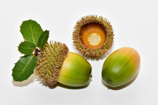 photos of acorns on a white background.