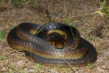 Closeup of a deadly adult Anchieta’s Cobra (Naja anchietae) in the wild