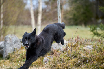 Beautiful black male German Shepherd dog on a sunny spring afternoon in a meadow in Skaraborg Sweden