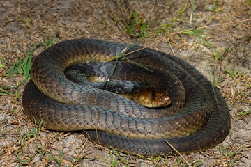 Closeup of a deadly adult Anchieta’s Cobra (Naja anchietae) in the wild