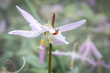 Close up of erythronium flowers in bloom with ladybird