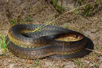 Closeup of a deadly adult Anchieta’s Cobra (Naja anchietae) in the wild