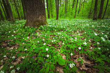Green meadow with white anemones in the forest, view on a spring day