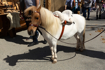Pony blanco y marrón.