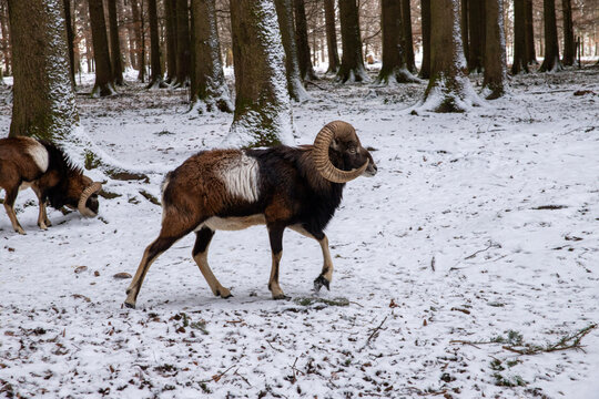 a mouflon walking in a snow-covered field