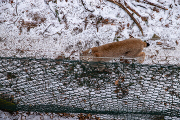 A majestic Eurasian lynx standing alert in the snow behind a wooden fence