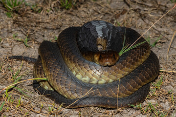 Closeup of a deadly adult Anchieta’s Cobra (Naja anchietae) in the wild