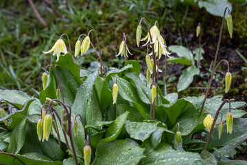 Close up of yellow erythronium flowers in spring