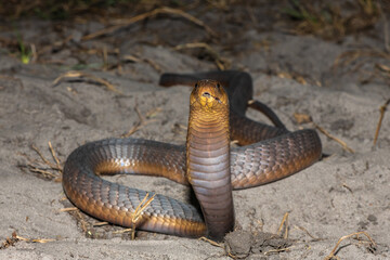 A highly venomous Anchieta’s Cobra (Naja anchietae) displaying its impressive defensive hood in the wild