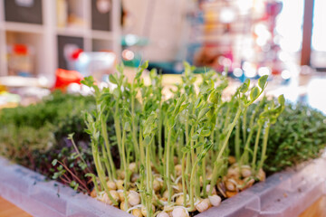 Dense tall sprouts of pea microgreens growing in a container on the table