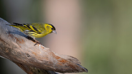 A small Eurasian siskin (Spinus spinus) perched on a gnarled branch against a soft-focus green...