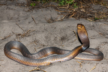A highly venomous Anchieta’s Cobra (Naja anchietae) displaying its impressive defensive hood in the wild