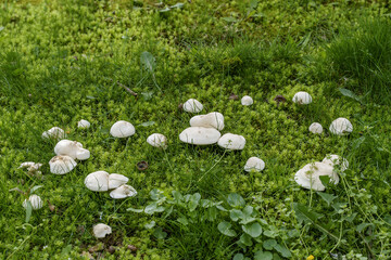 green grass and mushrooms