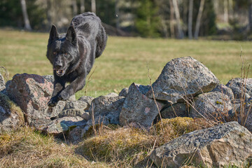 Beautiful black male German Shepherd dog on a sunny spring afternoon in a meadow in Skaraborg Sweden