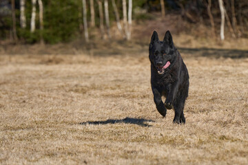 Beautiful black male German Shepherd dog on a sunny spring afternoon in a meadow in Skaraborg Sweden