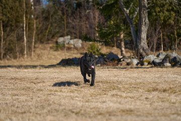 Beautiful black male German Shepherd dog on a sunny spring afternoon in a meadow in Skaraborg Sweden