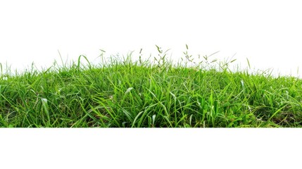 green grass white background - obrazy, fototapety, plakaty