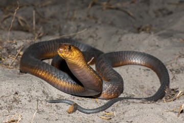 A highly venomous Anchieta’s Cobra (Naja anchietae) displaying its impressive defensive hood in the wild