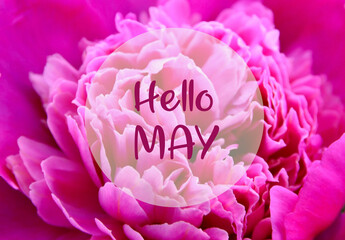 Hello May greeting card with text on pink peony natural floral background.Spring holidays concept.
Selective focus.