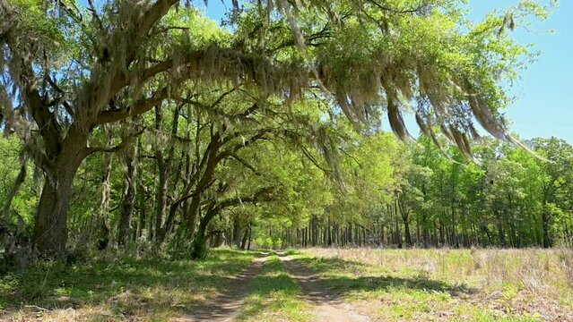 Dirt road with spanish moss