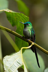 Beautiful, iridescent long-tailed sylph hummingbird (Aglaiocercus kingii) perched on an attractive...