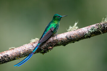 Beautiful, iridescent long-tailed sylph hummingbird (Aglaiocercus kingii) perched on an attractive...