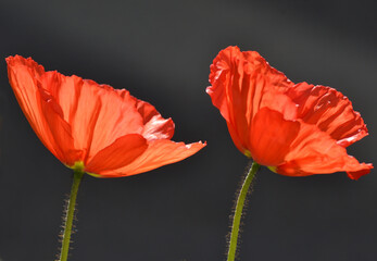 Duo de coquelicots - obrazy, fototapety, plakaty