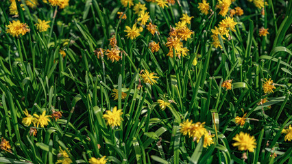 Obraz premium Keukenhof Tulip Garden