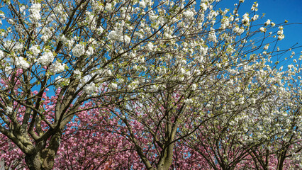 Keukenhof Tulip Garden